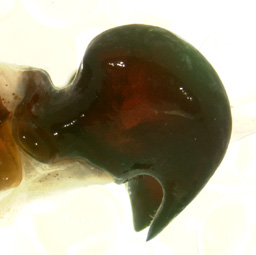 P. hirticula left lateral male genitalia